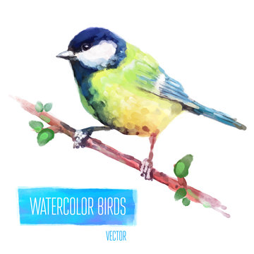 Vector watercolor style  illustration of bird.