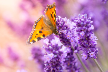 Lavender blossoms with butterfly