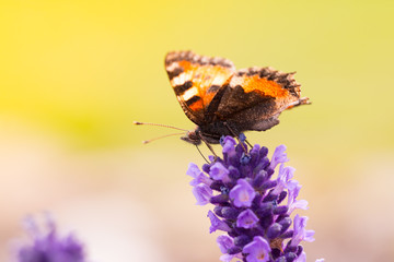 Lavender blossoms with butterfly