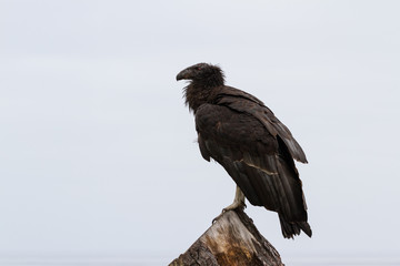 California condor (Gymnogyps californianus)
