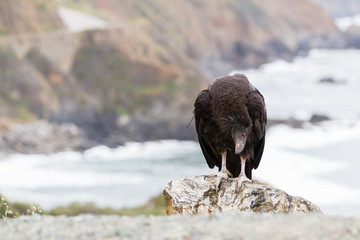 California condor (Gymnogyps californianus)