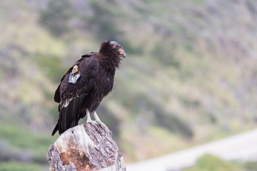California condor (Gymnogyps californianus)