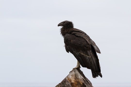 California Condor (Gymnogyps Californianus)