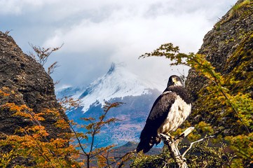 Patagonian classic: bird, tree, hill. Torres del Paine National