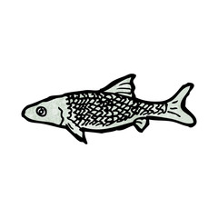 fish illustration