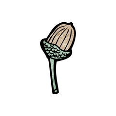 cartoon acorn