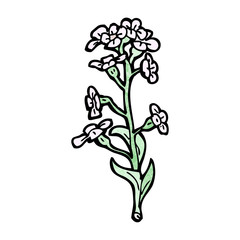 Fototapeta na wymiar wildflowers illustration