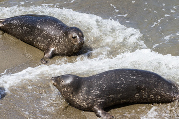 Obraz premium earless seal