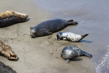 Baby seal and his mother