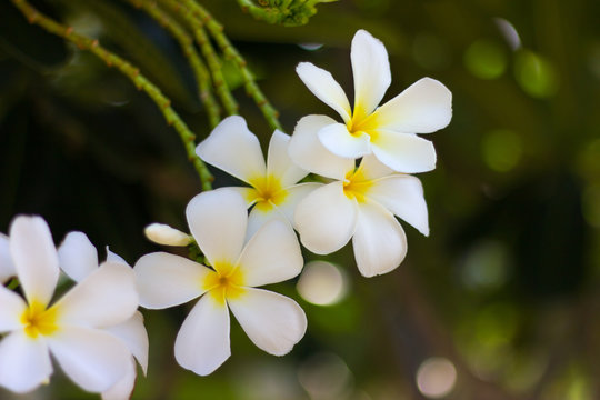 Many white frangipani.