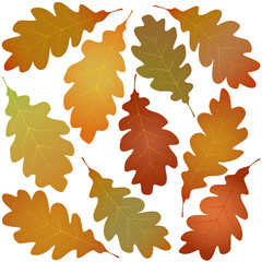 autumn oak leaves
