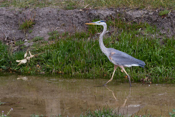 Great blue heron