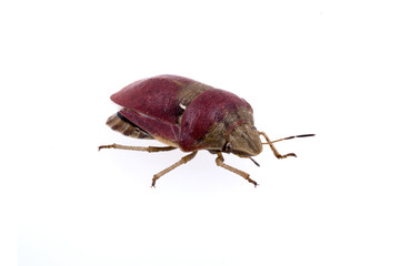 Sloe bug on white background
