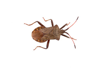 Dock Bug on a white background
