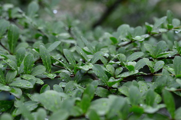 cover,crop,green,background,wall,nature,organic,plant,leaf - 86969392