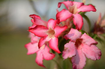 Obraz premium flowers,pink,nature,background,color,bloom,floral