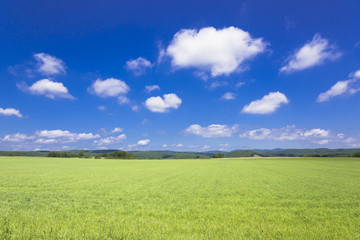 Fototapeta premium 道東の訓子府の田園風景