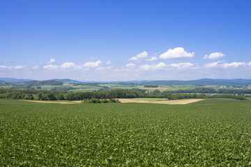 道東の訓子府の田園風景