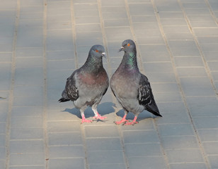 Pair of rock pigeon