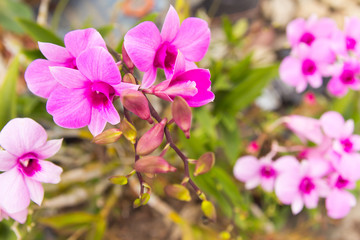 Fototapeta na wymiar pink bougainvillea flowers in summer outdoor