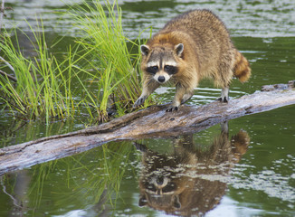 Water reflections of a raccoon fishing for snails from a log.