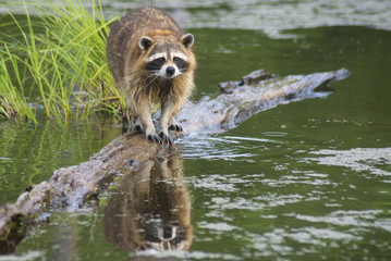 Water reflections of a raccoon fishing for snails. © bettys4240