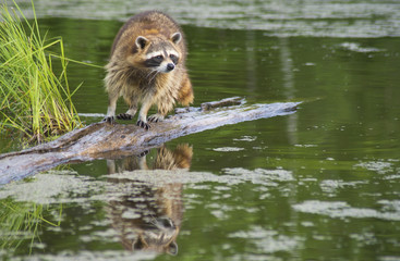 Naklejka na ściany i meble Water reflections of raccoon hunting for crawfish.
