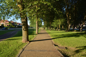 camino bajo los arboles