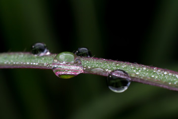 Dew drops close up