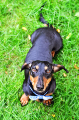 Black and tan miniature Dachshund, purebred dog in bow tie, outdoors, selective focus