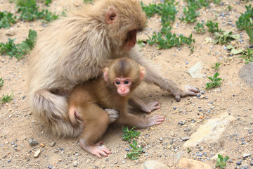 猿の親子　かわいい猿の赤ちゃん