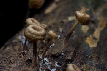 Wild mushrooms on the forest ground.