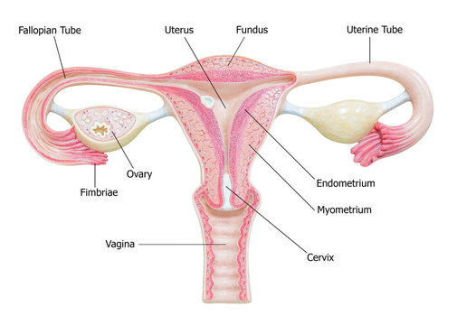 Female Anatomy Diagram Images – Browse 9,303 Stock Photos, Vectors