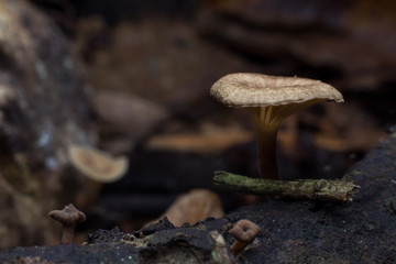 Wild mushrooms on the forest ground.