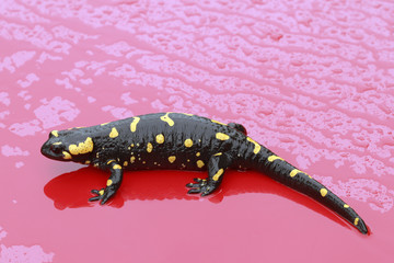 Fire Salamander