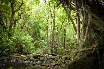 Obraz premium Canopy Filtered Sunlight in Rainforest