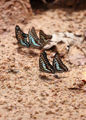 Fototapeta na wymiar Group of The Common Jay butterfly