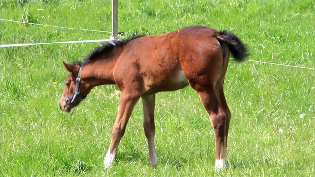 braunes Fohlen Stutfohlen beim abgrasen auf der Wiese im Fr&uuml;hling 
 