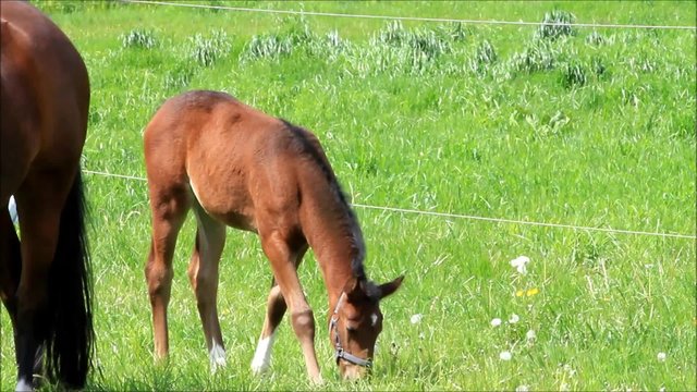  Fohlen Stutfohlen auf gr&uuml;ner Wiese im Fr&uuml;hjahr
