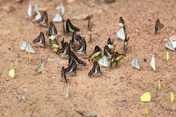 Group of  butterfly on the ground