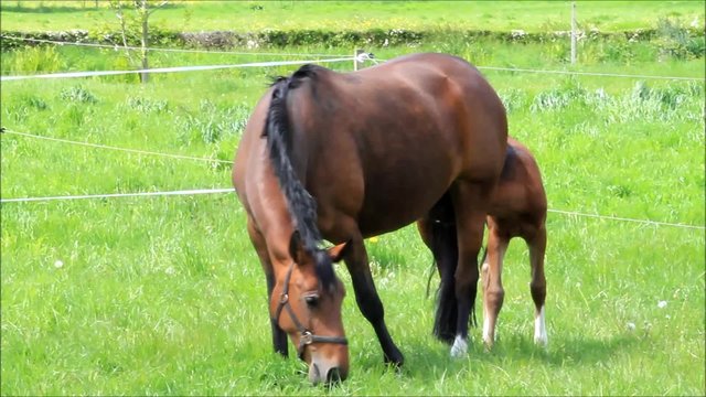 Pferde, Muttertier und Stutfohlen beim abgrasen auf der Wiese im Fr&uuml;hling
 