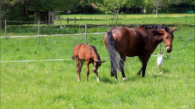 Pferde, Muttertier und Stutfohlen beim abgrasen auf der Wiese im Fr&uuml;hling
 