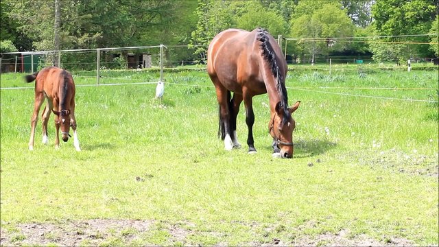 Pferde, Muttertier und Stutfohlen beim abgrasen auf der Wiese im Fr&uuml;hling
 