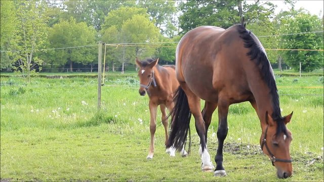 Pferde, Muttertier und Stutfohlen beim abgrasen auf der Wiese im Fr&uuml;hling
 