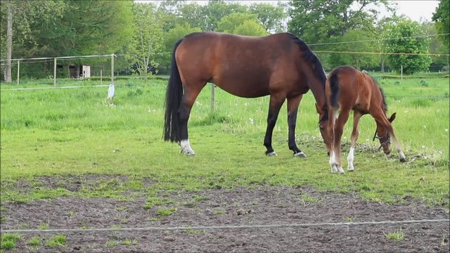 Pferde, Muttertier und Stutfohlen beim abgrasen auf der Wiese im Fr&uuml;hling
 