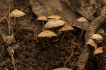 Wild mushrooms on the forest ground.