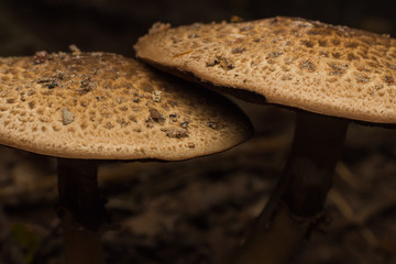 Wild mushrooms on the forest ground.