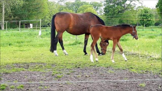 Pferde, Muttertier und Stutfohlen beim abgrasen auf der Wiese im Fr&uuml;hling
 