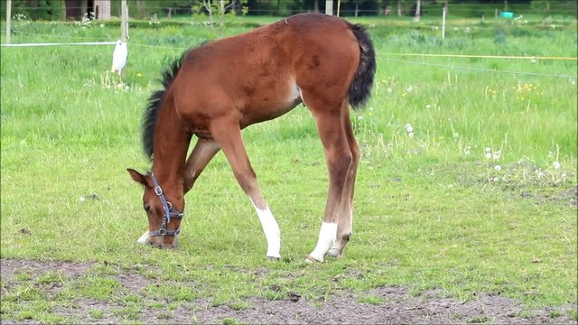 braunes Fohlen Stutfohlen beim abgrasen auf der Wiese im Fr&uuml;hling 
 