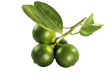 Four juicy lemons on a white background